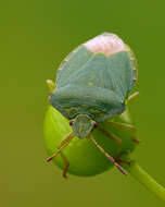 Image of Green shield bug