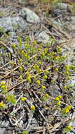 Image de Hemizonella