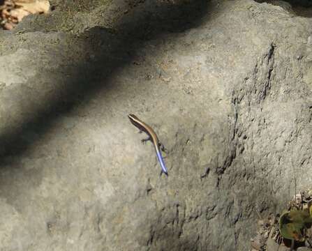 Image of Western Skink