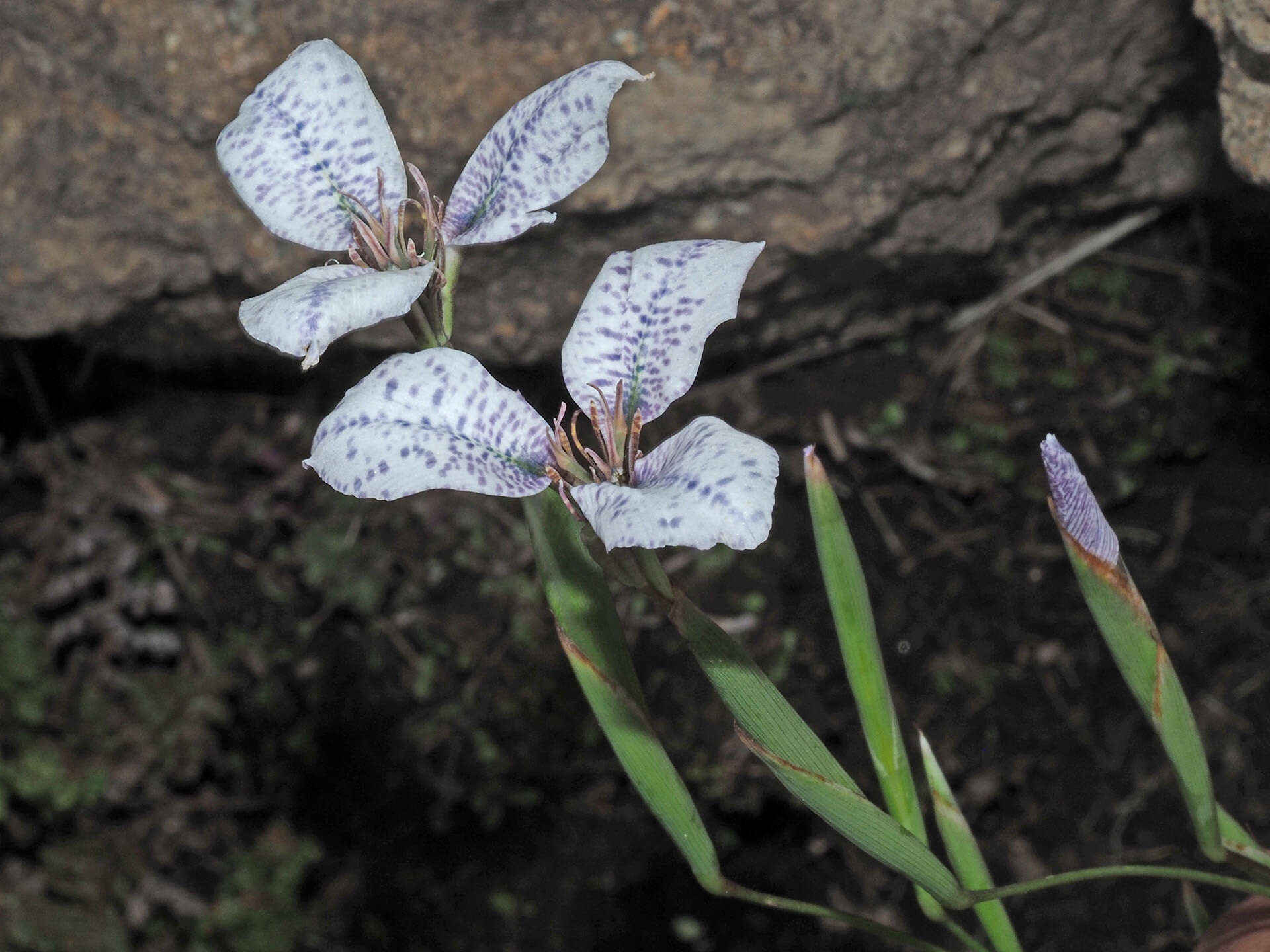 Image of Moraea vigilans Goldblatt & J. C. Manning