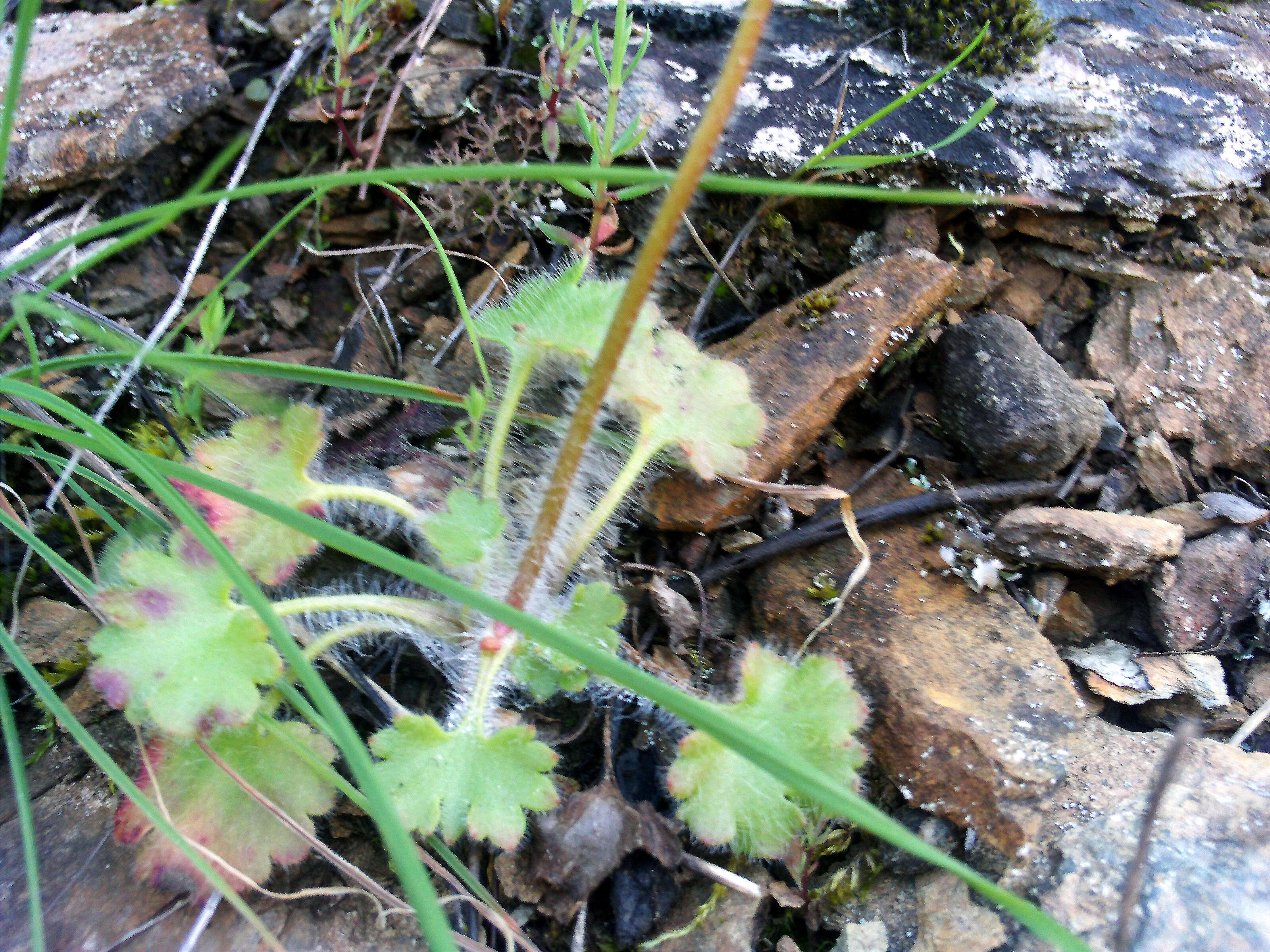 Image of Meadow Saxifrage