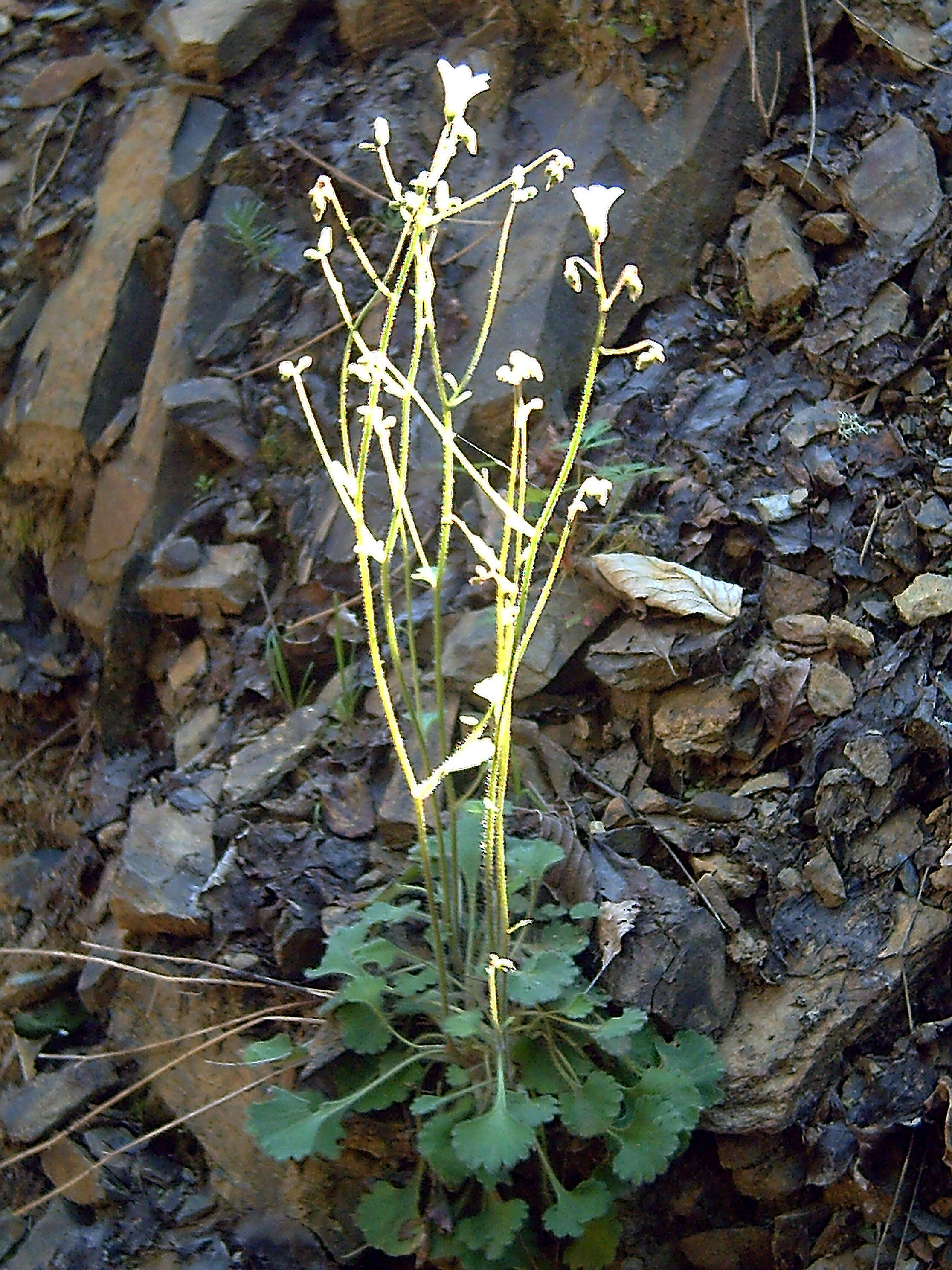 Plancia ëd Saxifraga granulata L.