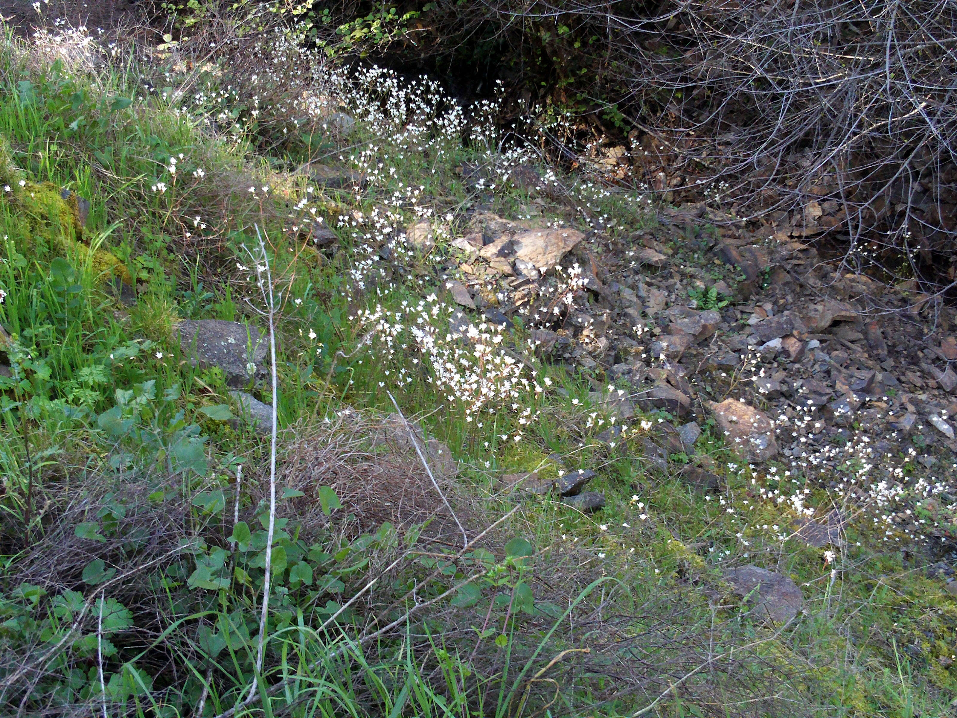 Image of Meadow Saxifrage