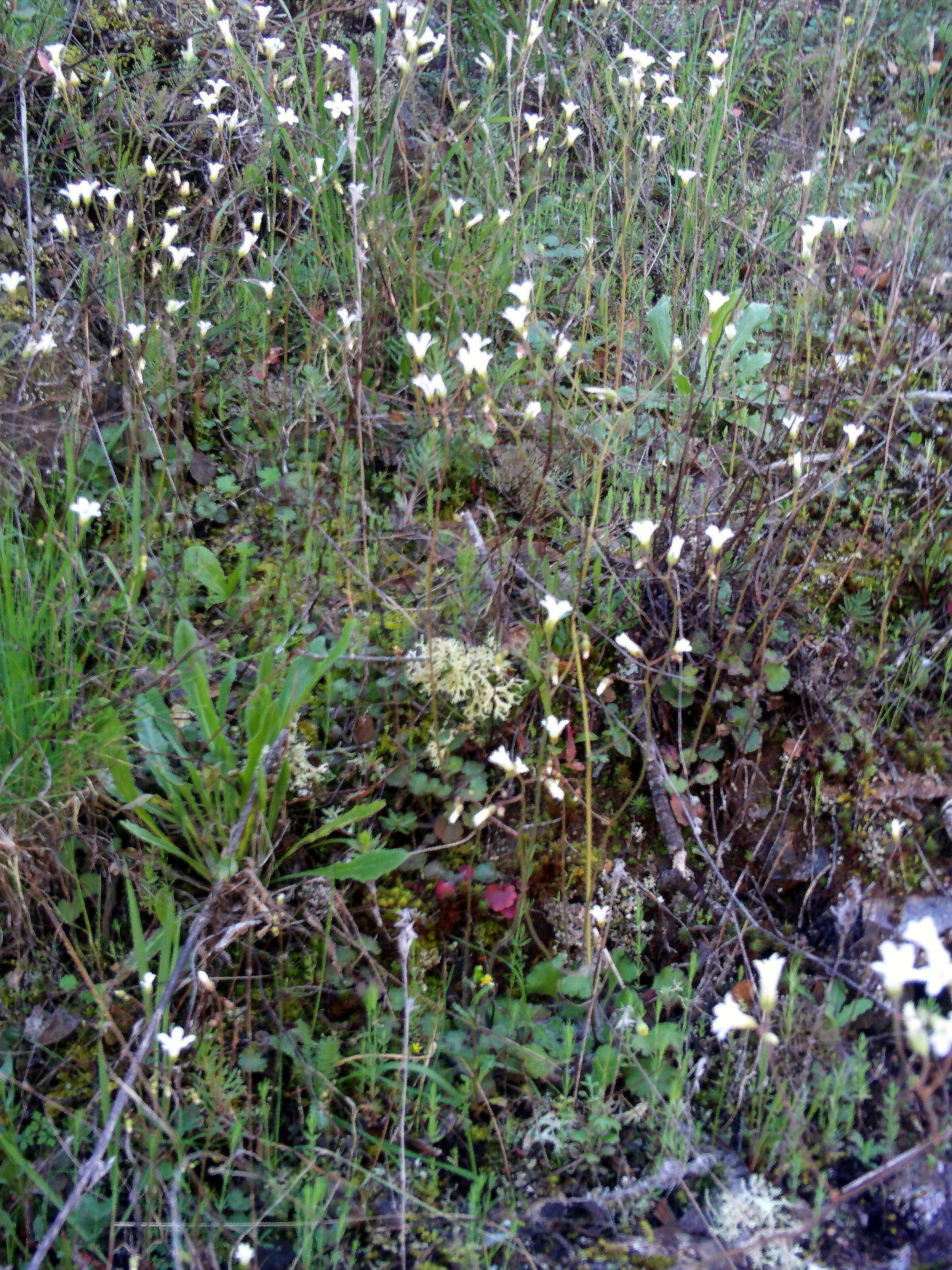 Image of Meadow Saxifrage