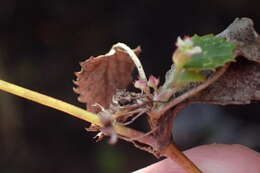 Image of Centella eriantha (Rich.) Drude