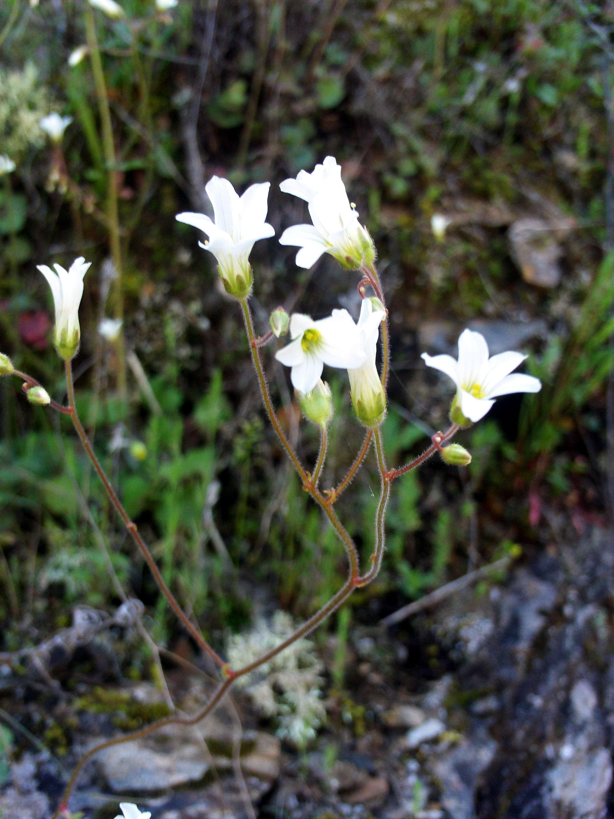 Image of Meadow Saxifrage