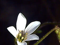 Image of Meadow Saxifrage