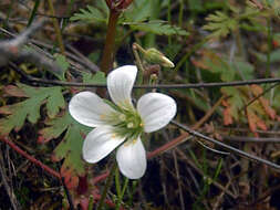 Image of Meadow Saxifrage