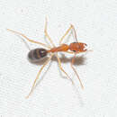 صورة Camponotus bermudezi Aguayo 1932