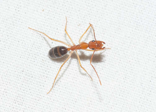Image of Camponotus bermudezi Aguayo 1932