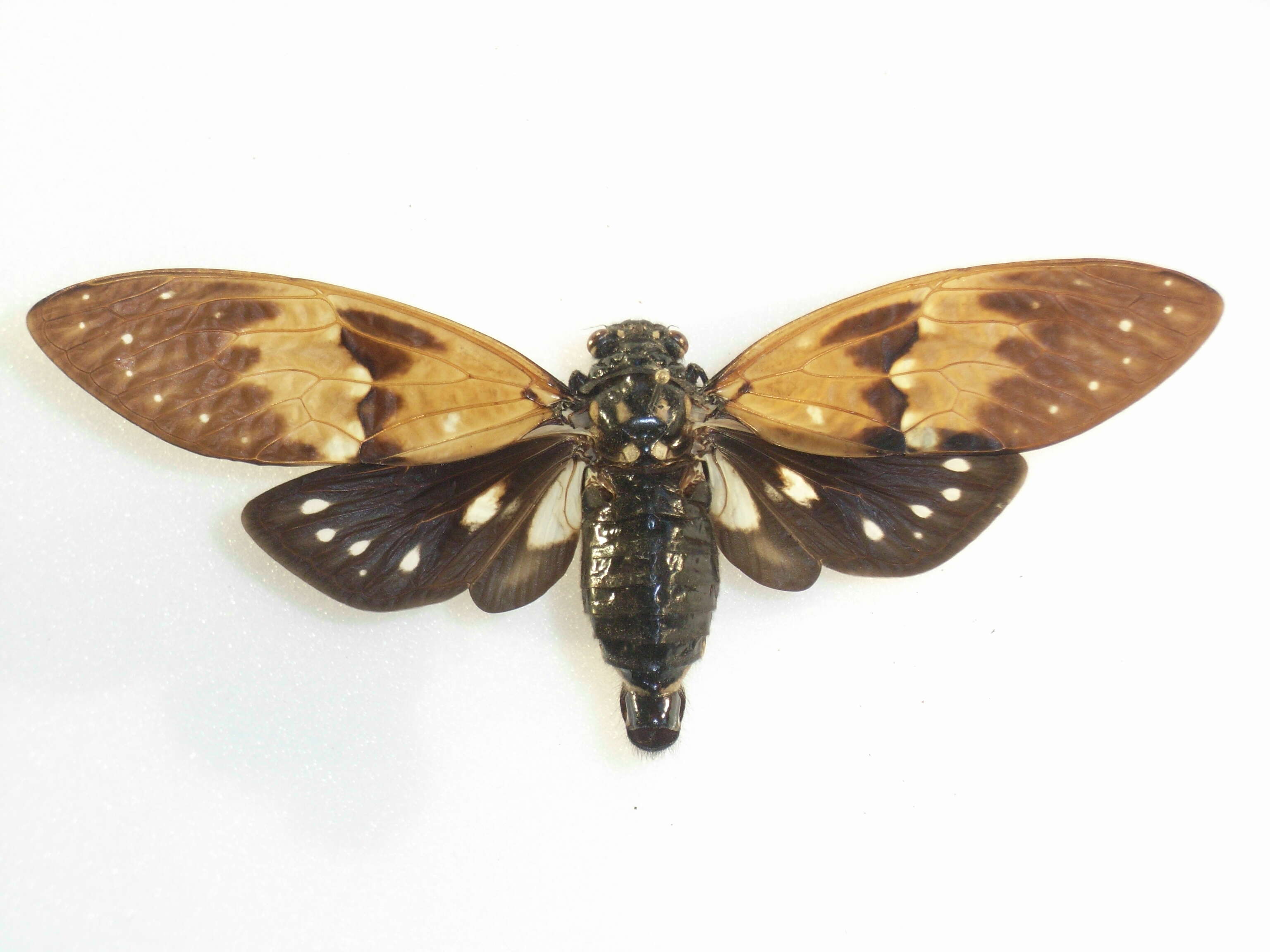 Image of Cicadinae