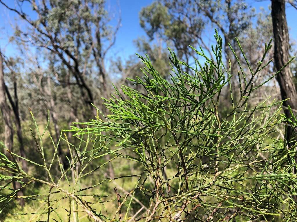 Image of Bailey's Cypress Pine