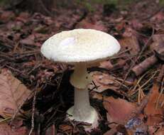 Image of False deathcap