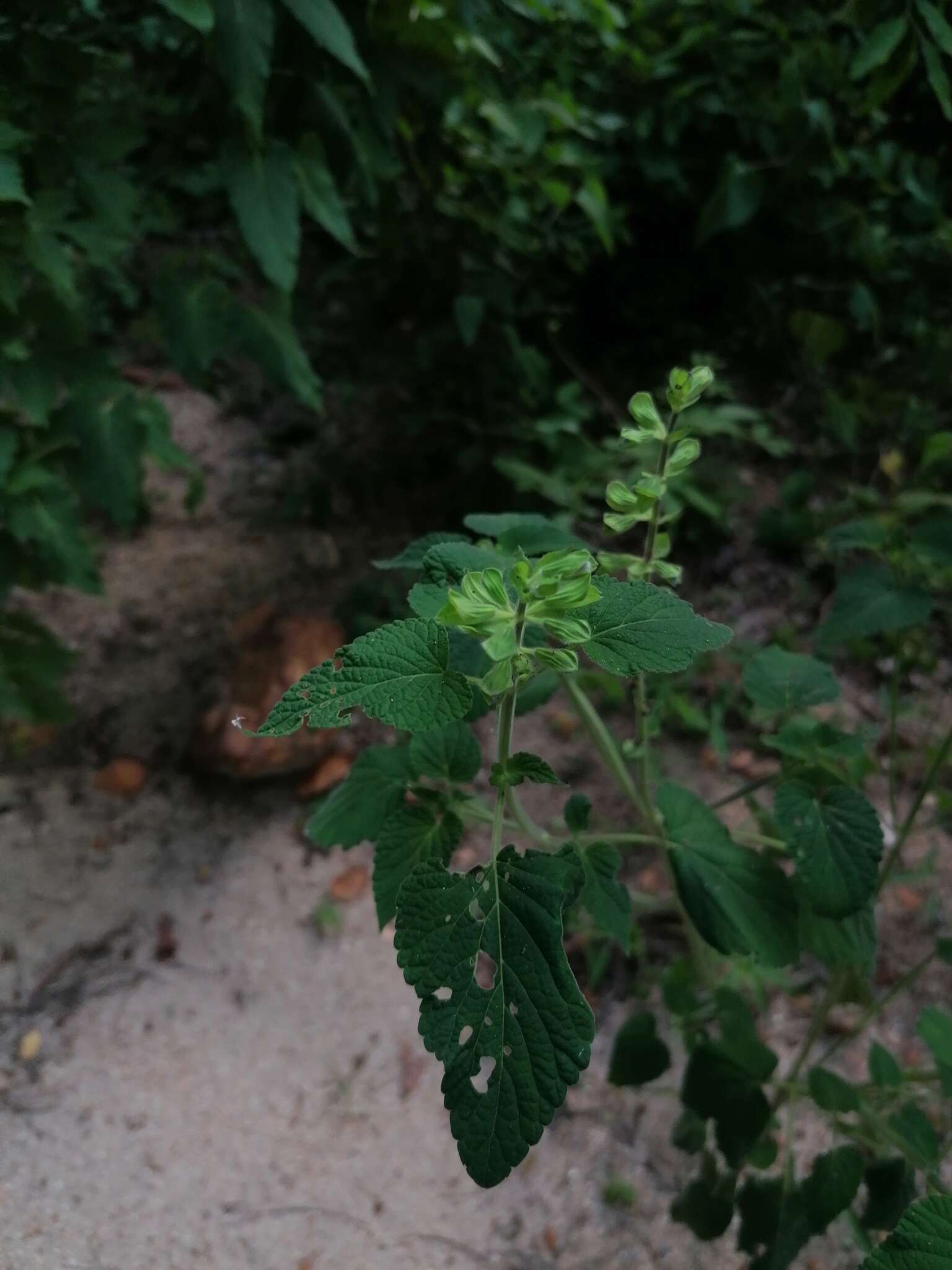 Image of Salvia herbacea Benth.