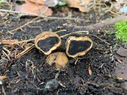 Image of Elaphomyces verruculosus Castellano 2012