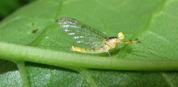 Image of Stenacron Mayfly