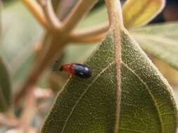 Image of Redshouldered ham beetle