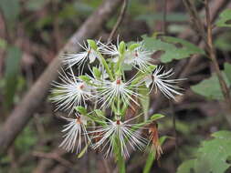 Habenaria medusa Kraenzl. resmi