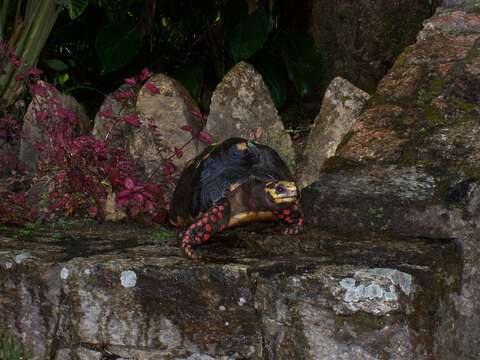 Image of Red-footed Tortoise