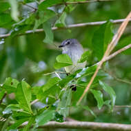 Image of Slate-headed Tody-Flycatcher