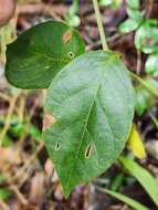 Image of Mendoncia velloziana (C. Martius) Nees