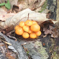 Image of Mycena leaiana (Berk.) Sacc. 1891