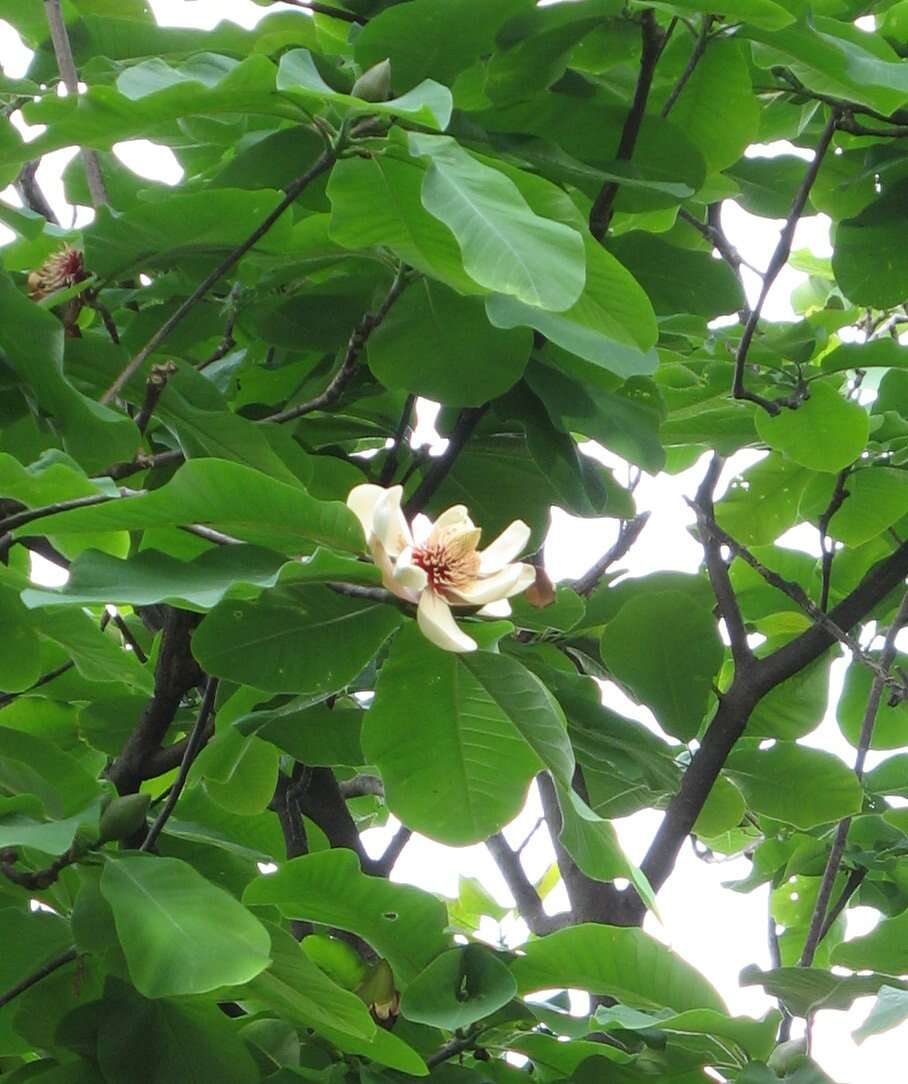 Image of Japanese Big Leaf Magnolia