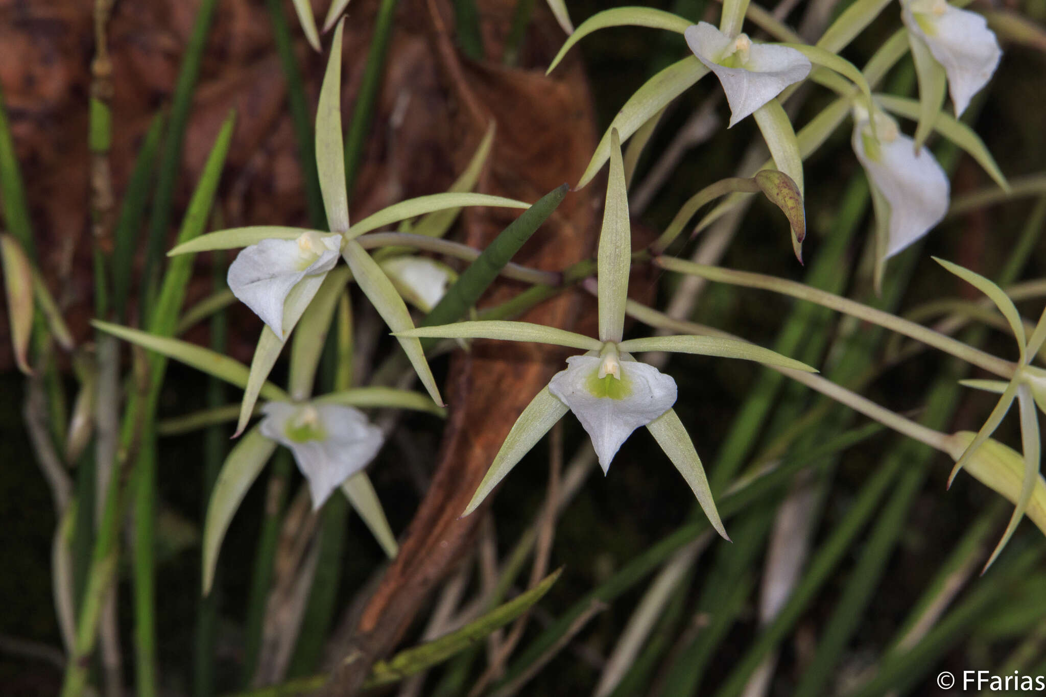 Brassavola tuberculata Hook. resmi