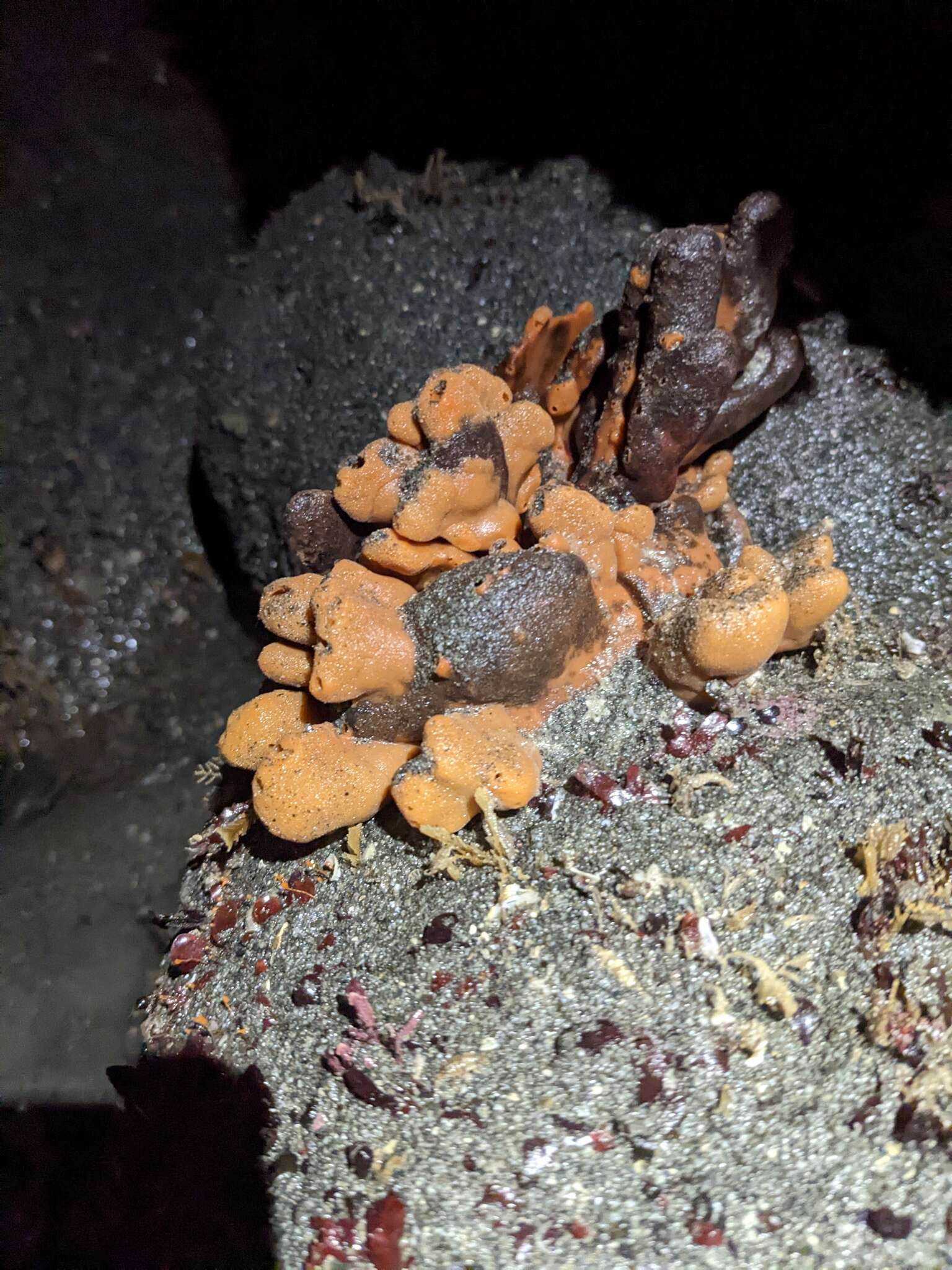 Image of Orange finger sponge