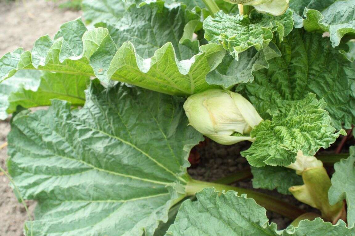 Image of garden rhubarb