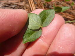 Слика од Strophostyles umbellata (Willd.) Britton