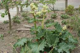 Image of garden rhubarb