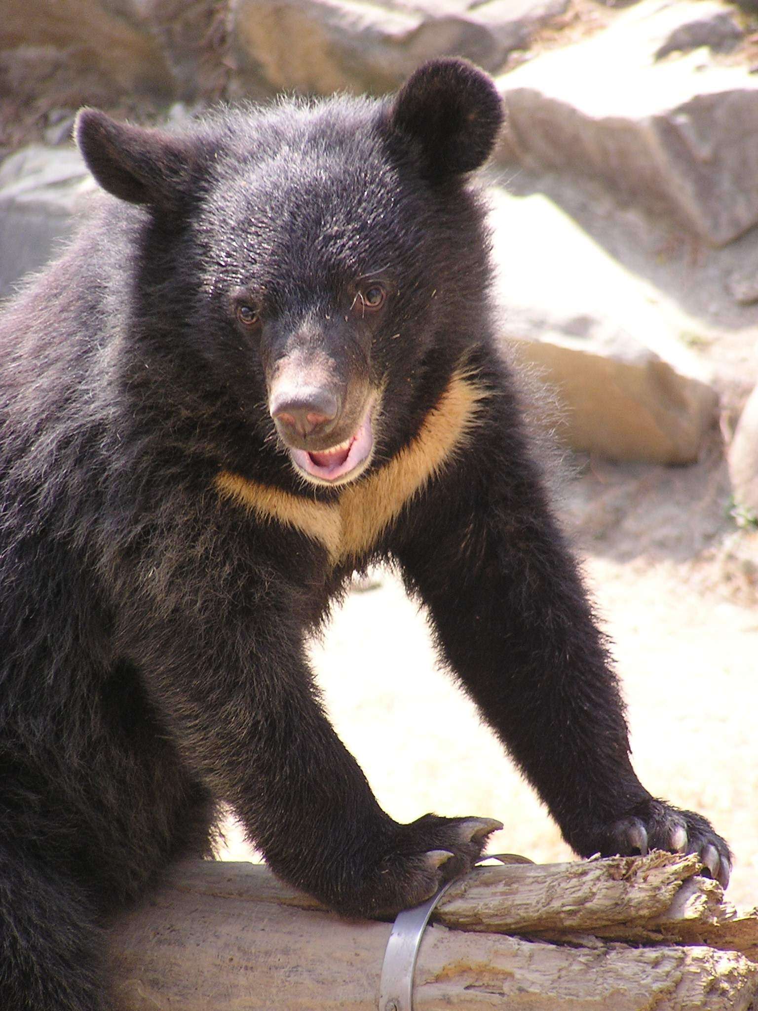 Image of Formosan black bear
