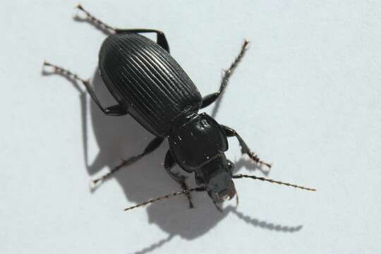 Image of Carabidae