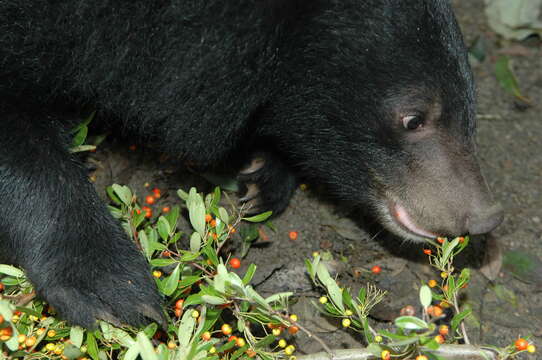 Image de Ursus thibetanus formosanus Swinhoe 1864