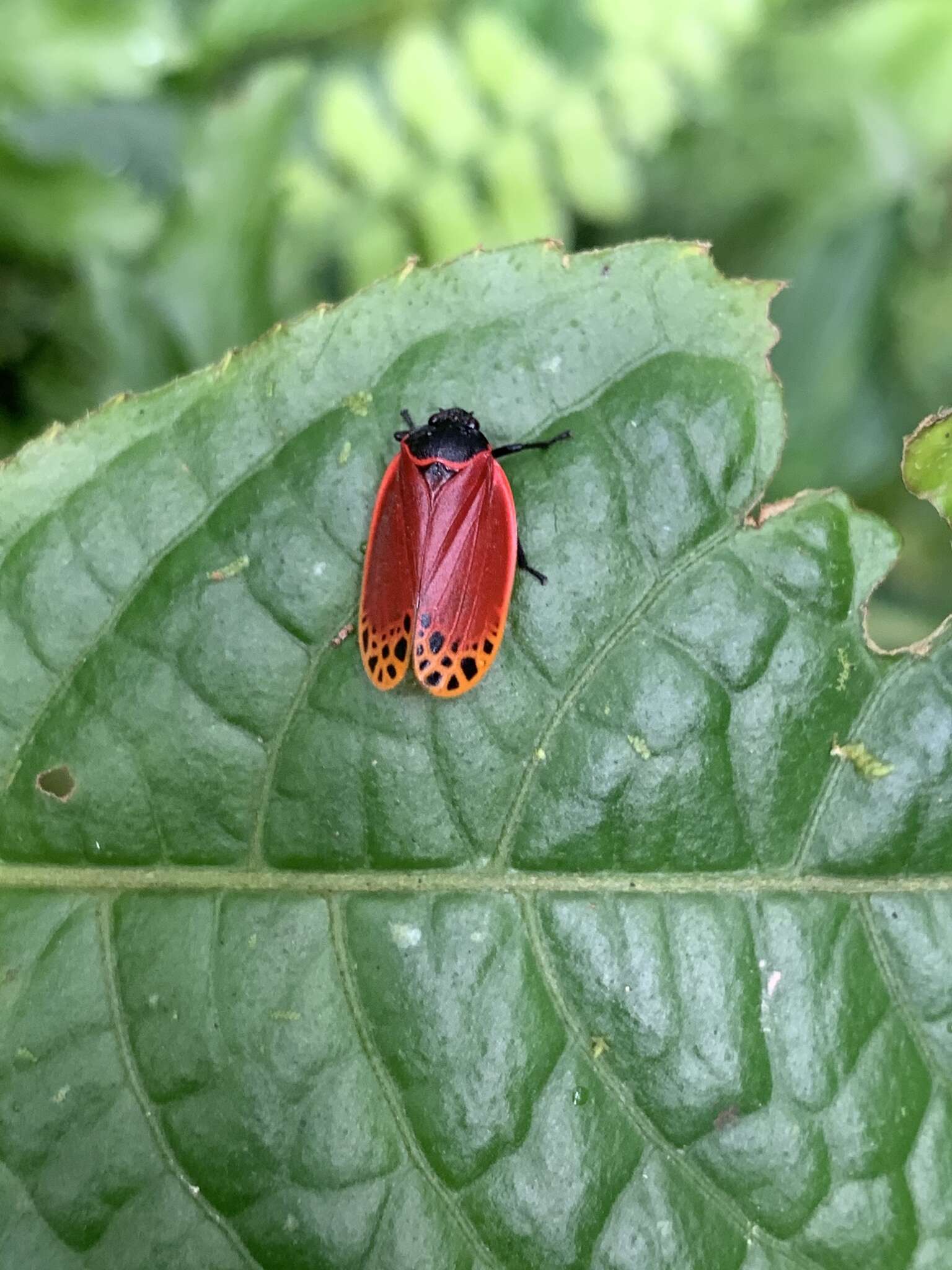 Imagem de Tomaspis biolleyi (Distant 1900)