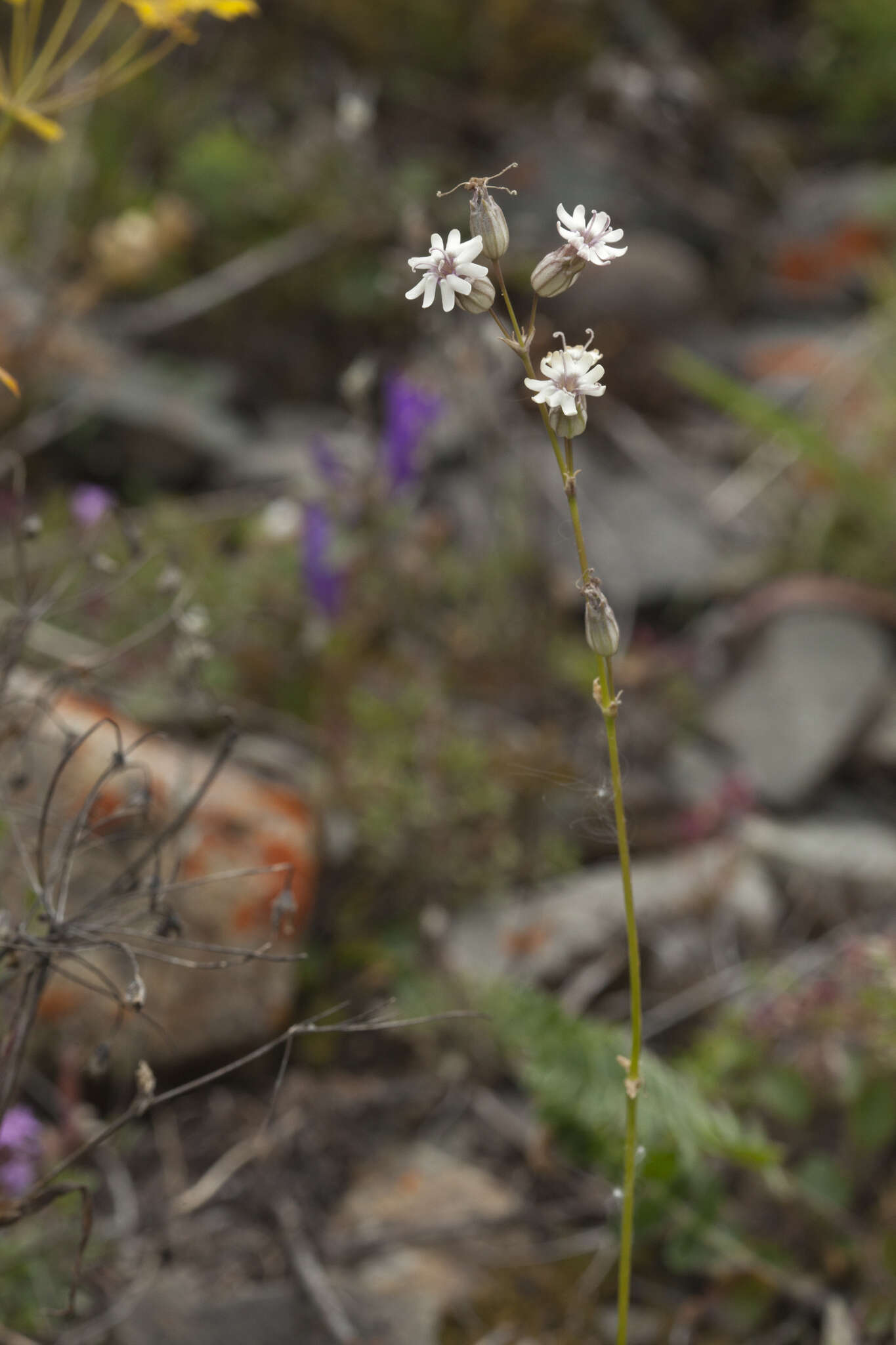 Image of Silene graminifolia Otth