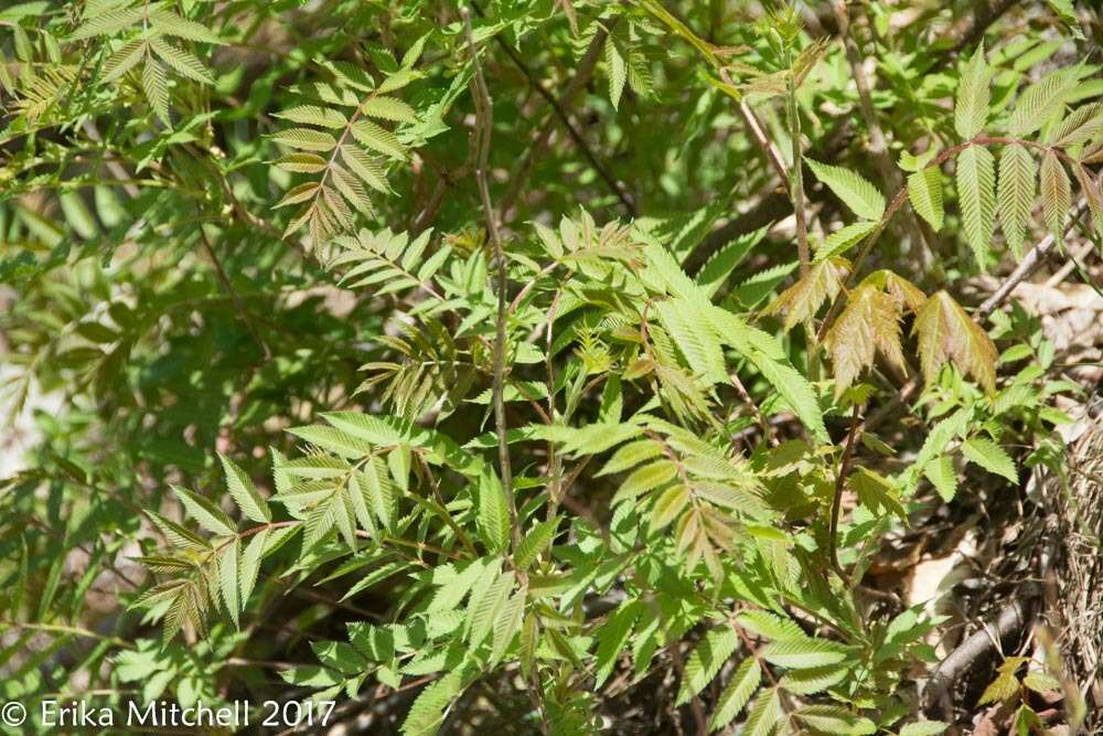 Image of false spiraea