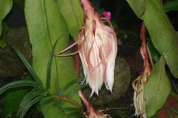 Image of Dutchman's Pipe Cactus