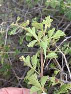 Rhus trilobata var. pilosissima Engl.的图像