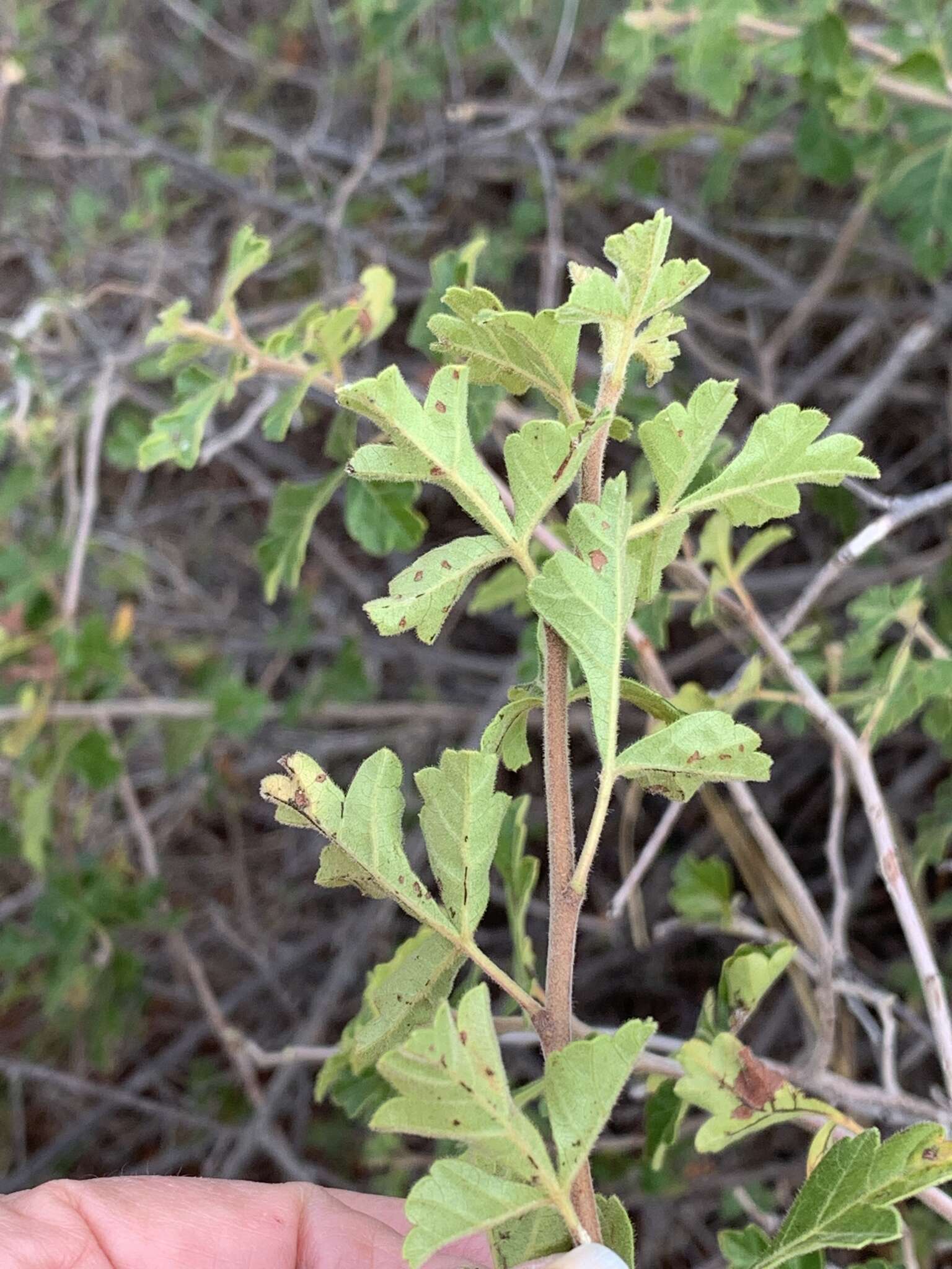 Image of pubescent skunkbush sumac