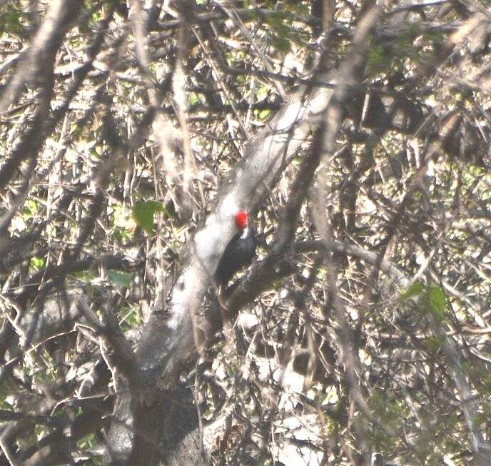 Image of Black-bodied Woodpecker