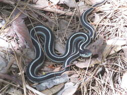 Sivun Thamnophis elegans elegans (Baird & Girard 1853) kuva