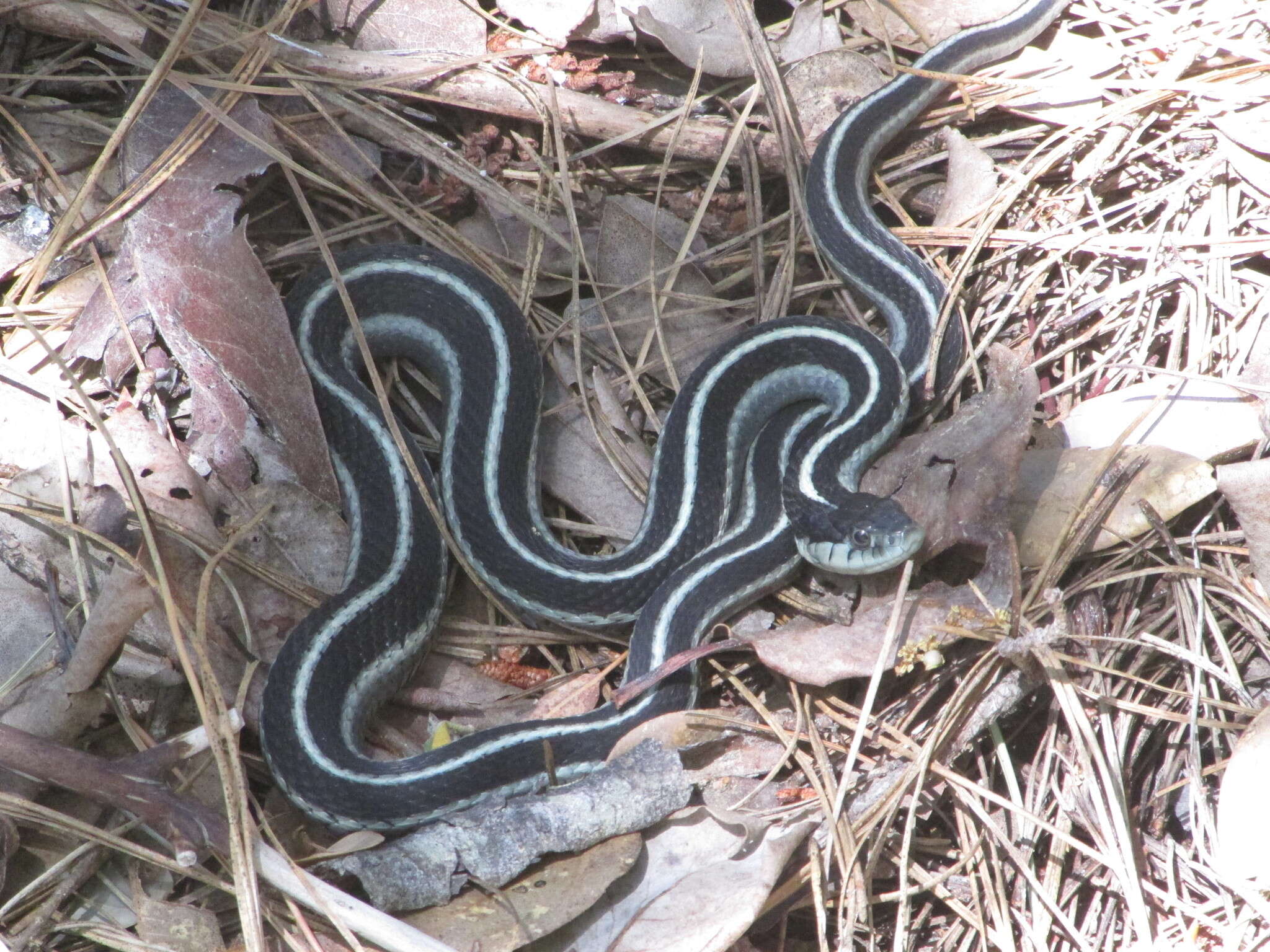 Image of Thamnophis elegans elegans (Baird & Girard 1853)