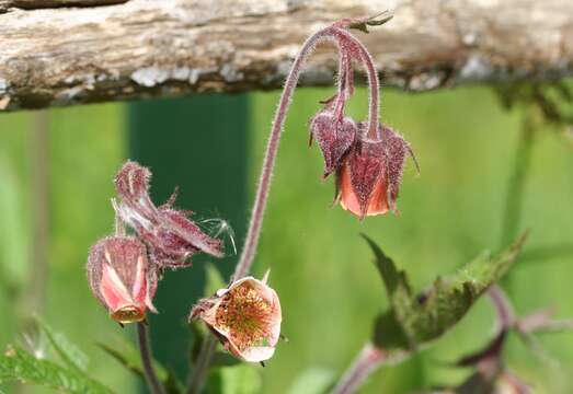 Image of Water Avens