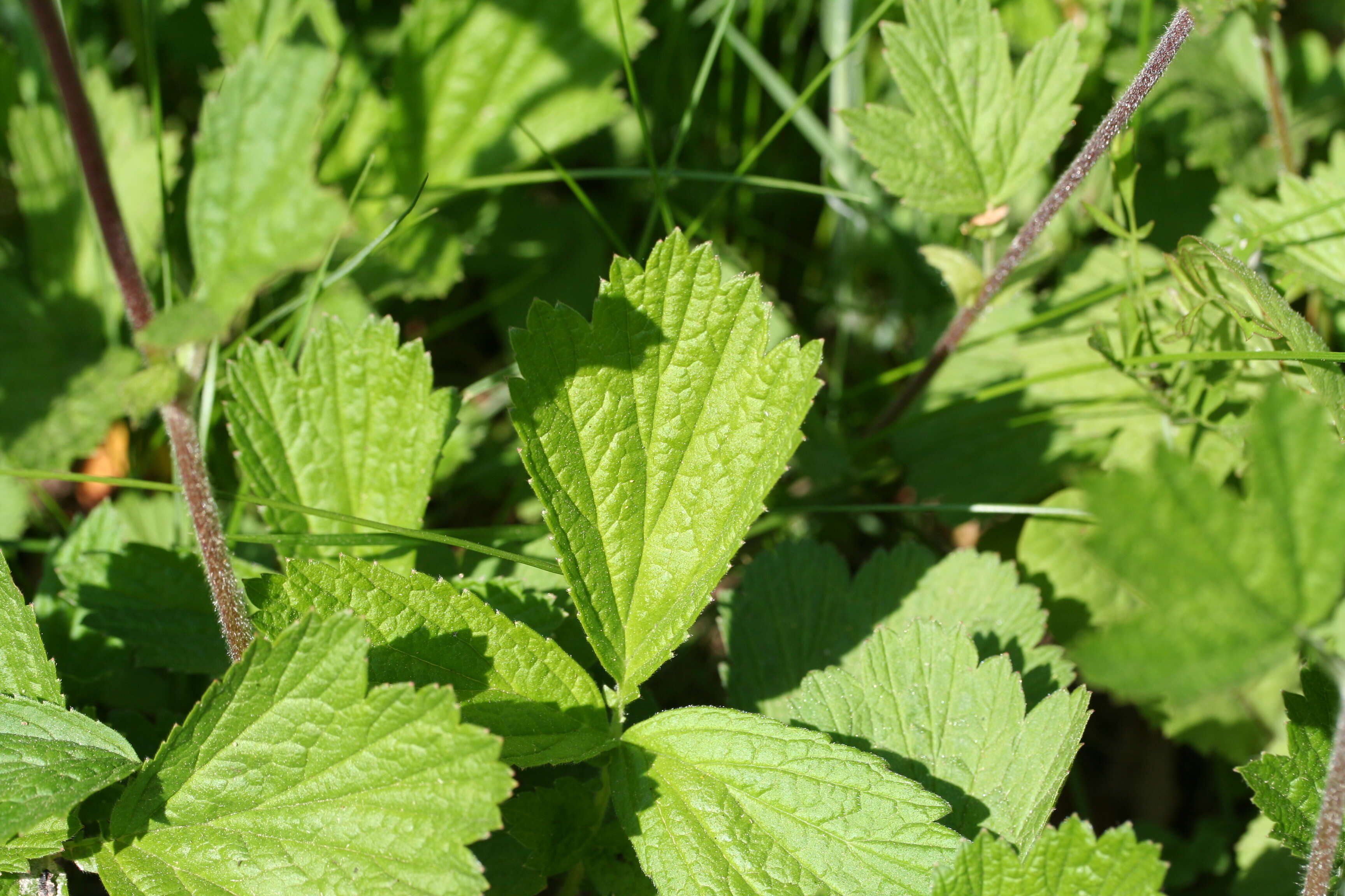 Image of Water Avens