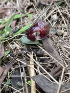 Image of Bristly helmet orchid