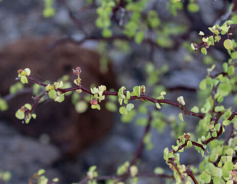 Image of Euphorbia californica Benth.