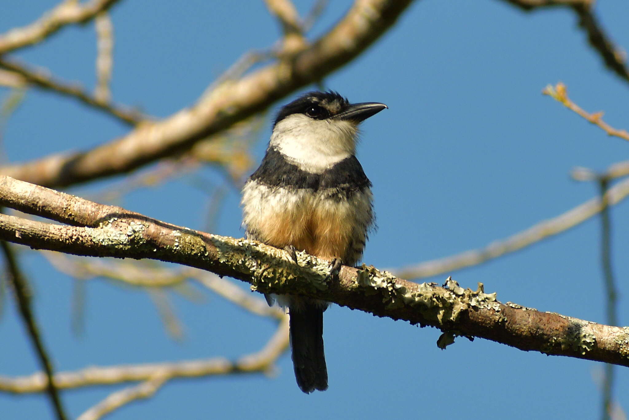 Image of Buff-bellied Puffbird