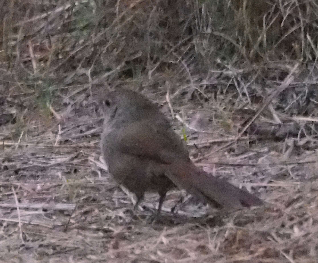 Dasyornithidae resmi